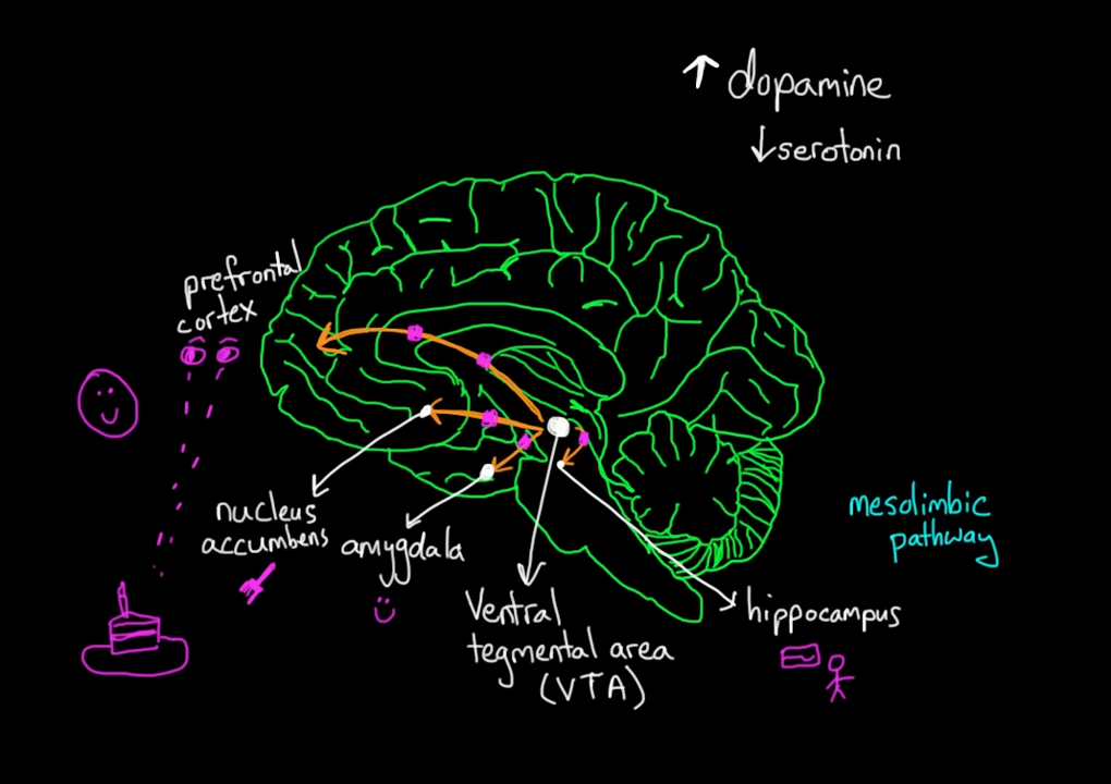 Reward pathway in the brain _ Processing the Environment _ MCAT _ Khan Academy 6-23 screenshot.png
