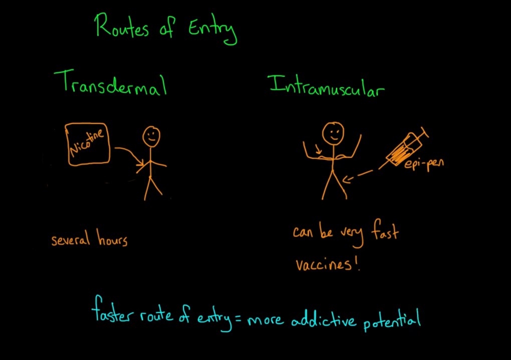 Routes of drug entry _ Processing the Environment _ MCAT _ Khan Academy 3-43 screenshot.png